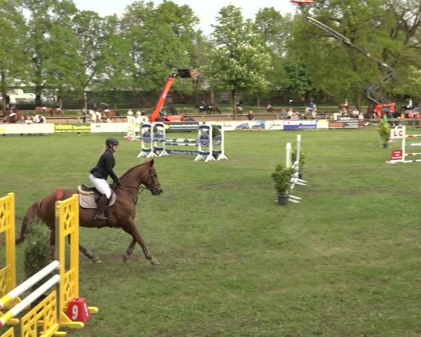 Reitturnier Meppen 2023