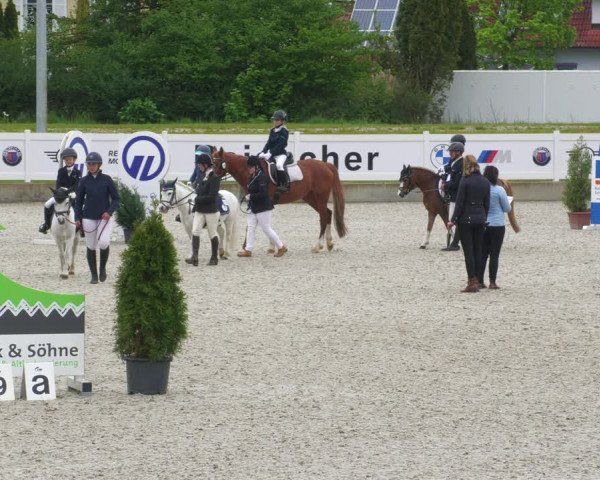 Reitturnier Babenhausen 2023