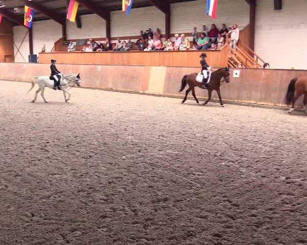 Reitturnier Risum-Lindholm 2023