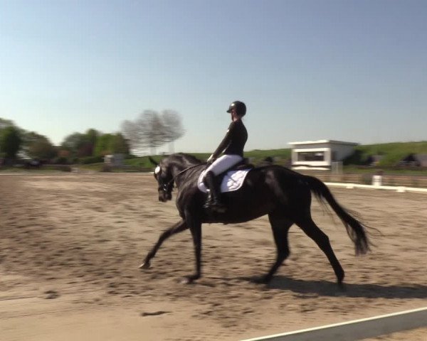 Reitturnier Schülp / Rendsburg 2023