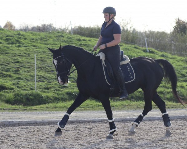 horse Sinfonie 219 (Württemberger, 2010, from Sancisco)