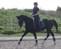 Pferd Sinfonie 219 (Württemberger, 2010, von Sancisco)