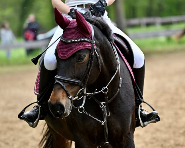 jumper Lascada (Oldenburg, 2010, from Lord Pezi)