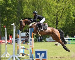 Springpferd Amazing Daisy (Westfale, 2017, von A La Carte NRW)