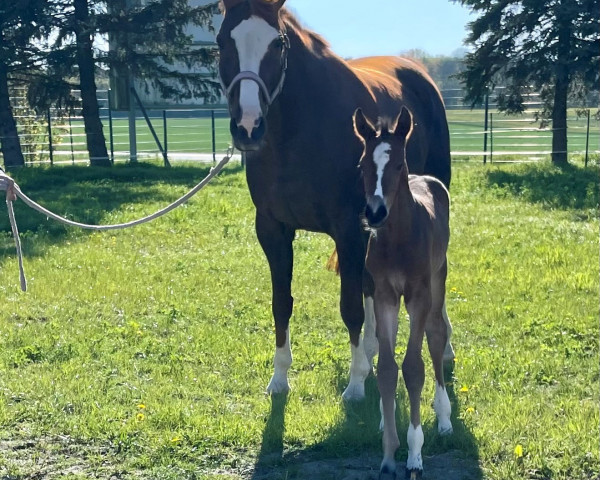 broodmare Briyanka du Rouet (Oldenburg show jumper, 2023, from Balou du Rouet)