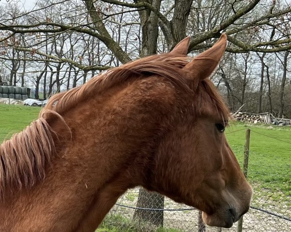 broodmare Ulriekora (Hanoverian, 2020, from UNITED WAY)