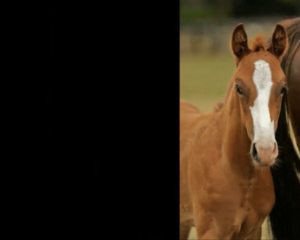 horse Hengst von For Magic (Westphalian, 2022, from For Magic)