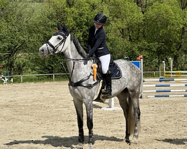 jumper Norderney 7 (Holsteiner, 2016, from Cayetano L)