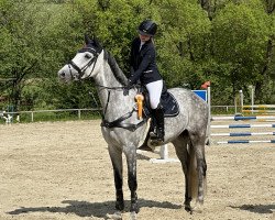 jumper Norderney 7 (Holsteiner, 2016, from Cayetano L)