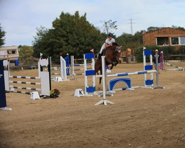 Pferd Curly Wurly M (Deutsches Reitpony, 2009, von Balou Star)