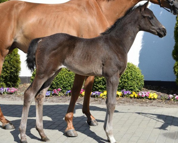 horse Secret-Sir Heinrich (Westphalian, 2023, from Secret)