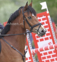 jumper Ziet (Dutch Pony, 2015, from Zeppe van de Ijsseldijk Vdh)