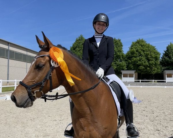 dressage horse Devito WE (German Riding Pony, 2012, from Hilkens Dance Forever)