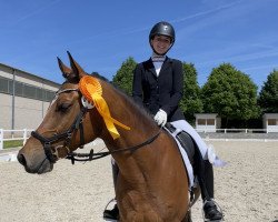 dressage horse Devito WE (German Riding Pony, 2012, from Hilkens Dance Forever)