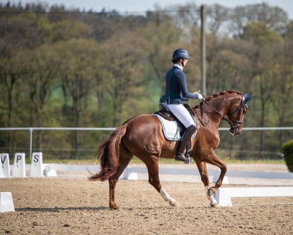 dressage horse Sammy Deluxe W (Westphalian, 2018, from Secret)