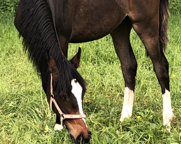 horse Very Noble FF (German Riding Pony, 2022, from Valido's Comeback WS)