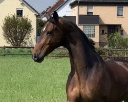 dressage horse Highlander T (Hanoverian, 2012, from Heinrich Heine)