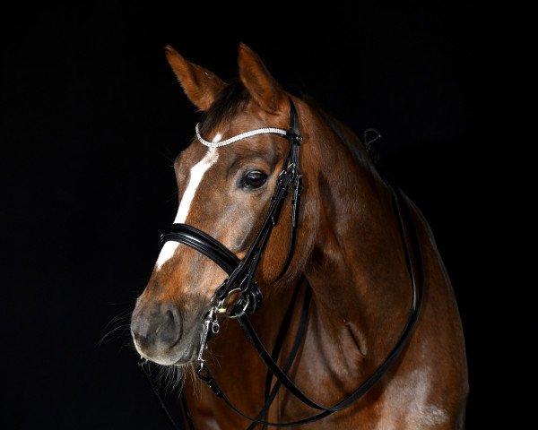 broodmare Mia Bella W (Mecklenburg, 2016, from Kastel's Grand Galaxy Win)