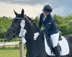 dressage horse Amperius (Hanoverian, 2014, from Ampère)