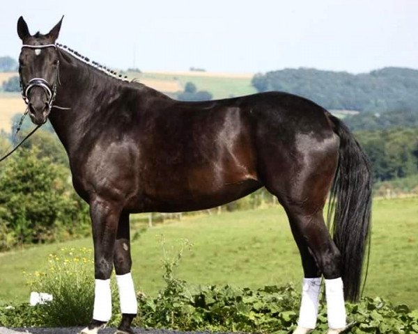 broodmare Listania (Westphalian, 2008, from Let de Lember)