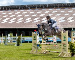 jumper Beryll 33 (Trakehner, 2012, from Manrico)