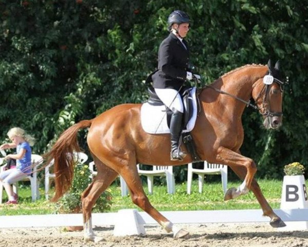 Dressurpferd Santiano (Hannoveraner, 2009, von Scolari)