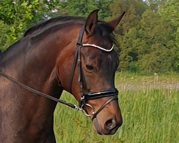 broodmare Finessa G (Hanoverian, 2017, from Finest)