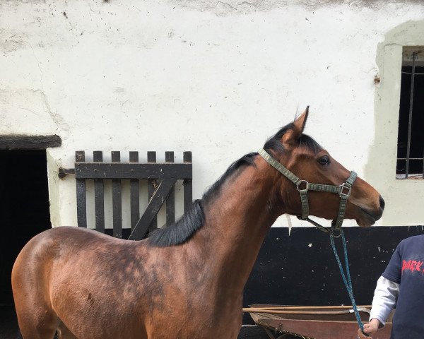 Pferd Sweet o'lalla (Deutsches Reitpony, 2016, von Ombri B)