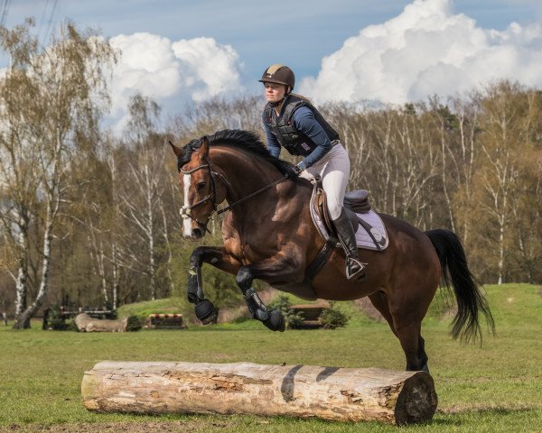 dressage horse Rakete (Westphalian, 2015, from Escolar)