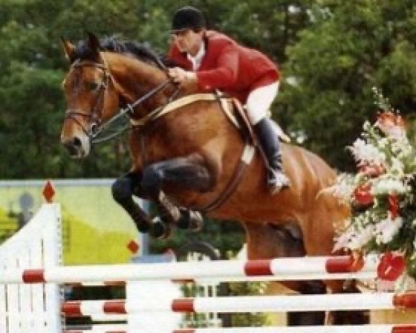 stallion Mont Blanc (Selle Français, 1978, from Grand Veneur)