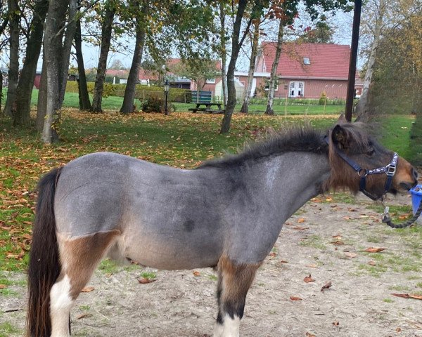 Zuchtstute Floortje v.d. Sleedorn (Nederlands Mini Paarden, 2012, von Vanity van de Buxushof)