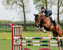 jumper Chaccerus (German Sport Horse, 2007, from Chacco-Blue)