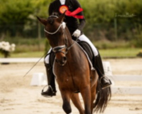 Dressurpferd Der Kleine Teufel 3 (Deutsches Reitpony, 2018, von Doctor House)