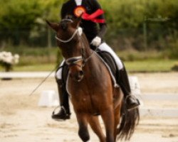 dressage horse Der Kleine Teufel 3 (German Riding Pony, 2018, from Doctor House)