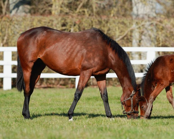 broodmare Rondonia xx (Thoroughbred, 2014, from Raven’s Pass xx)