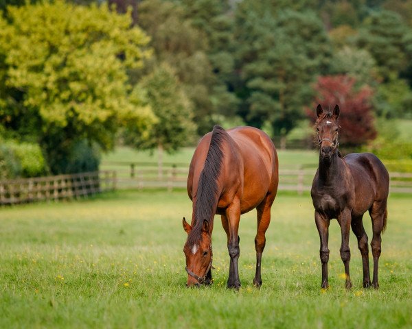 broodmare Diylawa xx (Thoroughbred, 2011, from Mastercraftsman xx)