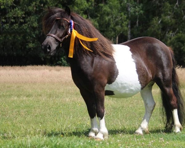 broodmare Lady Lola vom Elsensee (Shetland Pony, 2019, from Blackertor Island Paintbox)
