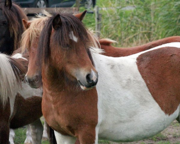 broodmare Coco Chanel vom Elsensee (Shetland Pony, 2019, from Blackertor Island Paintbox)