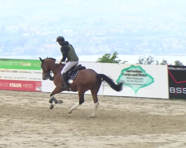 Reitturnier Wädenswil 2023