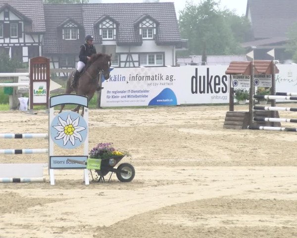 Reitturnier Wädenswil 2023