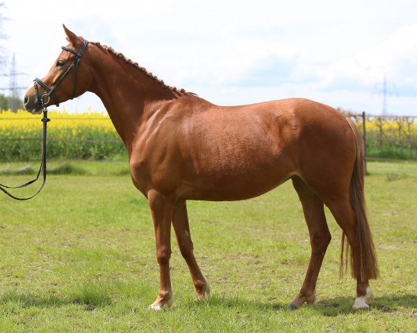 broodmare Don´t Stop Believin´GT (German Riding Pony, 2019, from Dancing Fox 2)