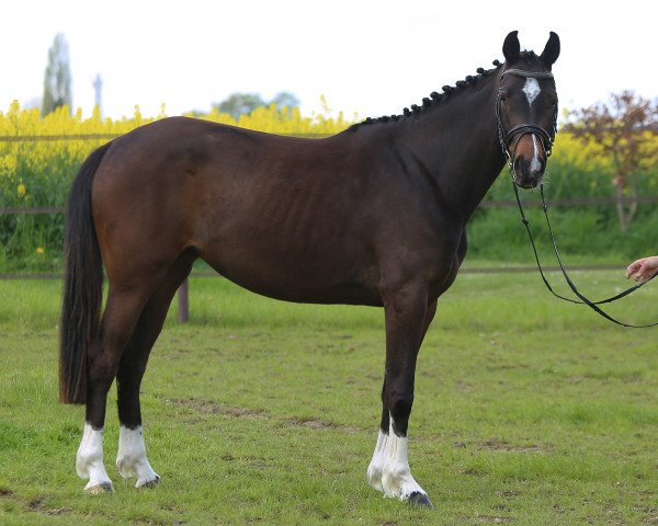 horse Diamond Glamour (Westphalian, 2020, from Danestos)