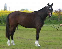 Pferd Diamond Glamour (Westfale, 2020, von Danestos)