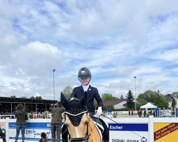 horse Chivas Macaron Dancing (German Riding Pony,  )