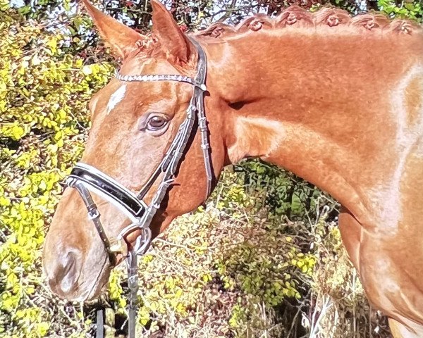horse Rose (Westphalian, 2013, from Riccio)