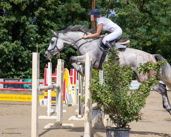 jumper Diabolo de Luxe (Oldenburg show jumper, 2015, from Diacontinus)