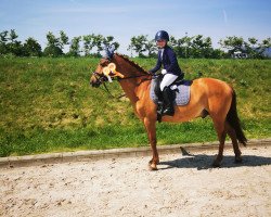jumper Gerry 158 (German Riding Pony, 2005, from Gaylord ox)