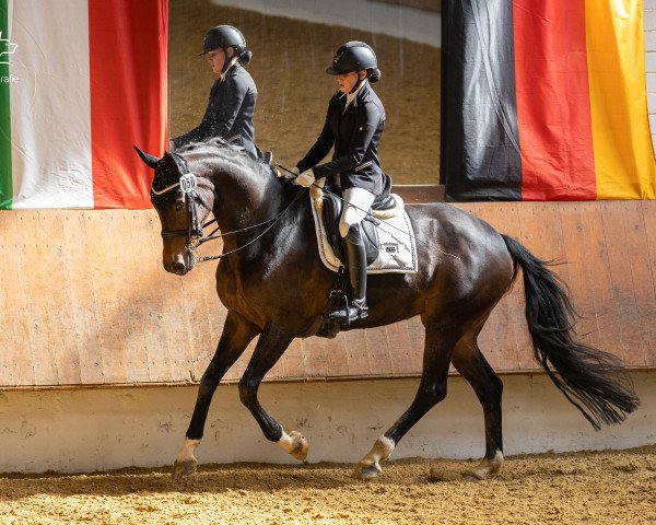dressage horse Baumann's Latoya (Westphalian, 2013, from Licotus)