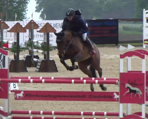 Jumper Bs Divine (Württemberger, 2017, from Colore)