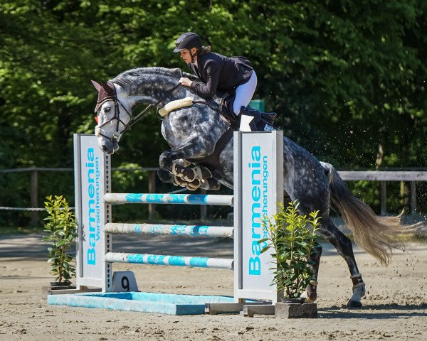Springpferd Lyjanera Blanche (Westfale, 2015, von Lyjanero)